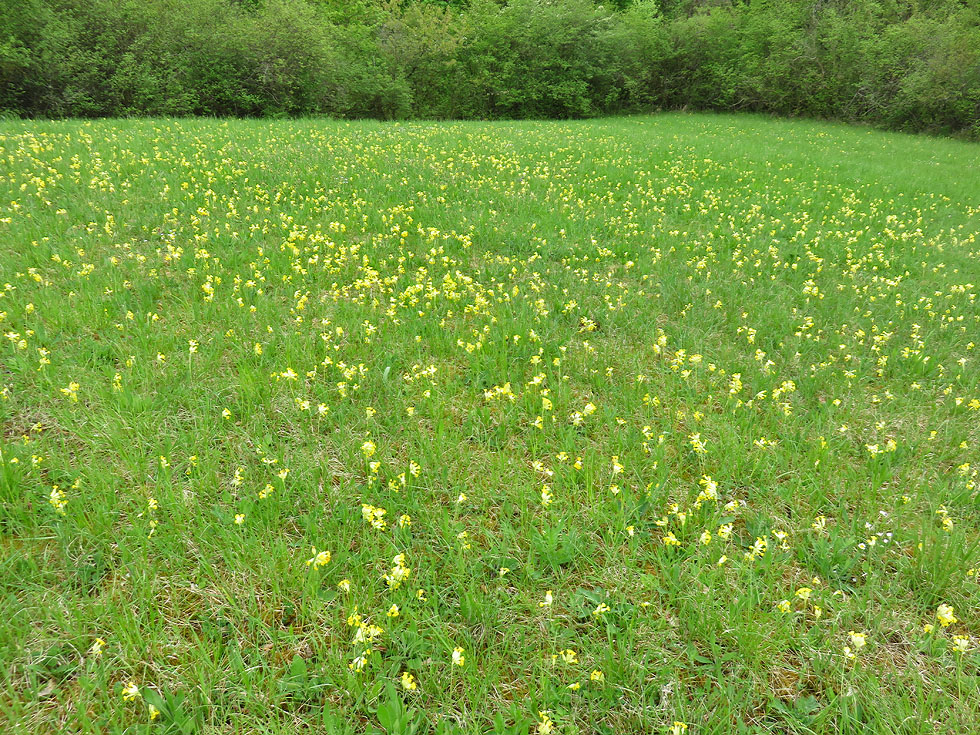 Wiese mit Schlüsselblumen