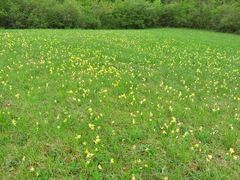 Wiese mit Schlüsselblumen