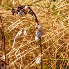 Wiese mit Schnecken