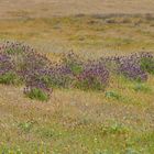 Wiese mit Schopf-Lavendel