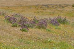 Wiese mit Schopf-Lavendel