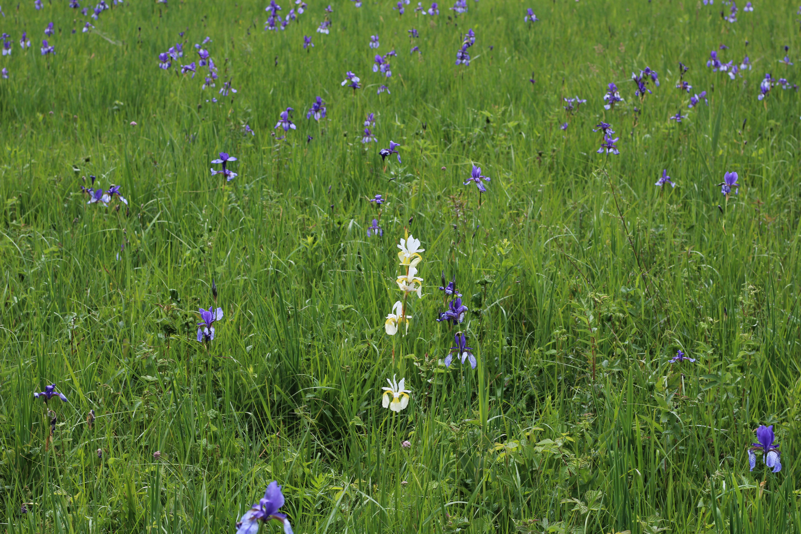 Wiese mit Schwertlilien (Iris).