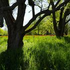 Wiese mit Tulpen