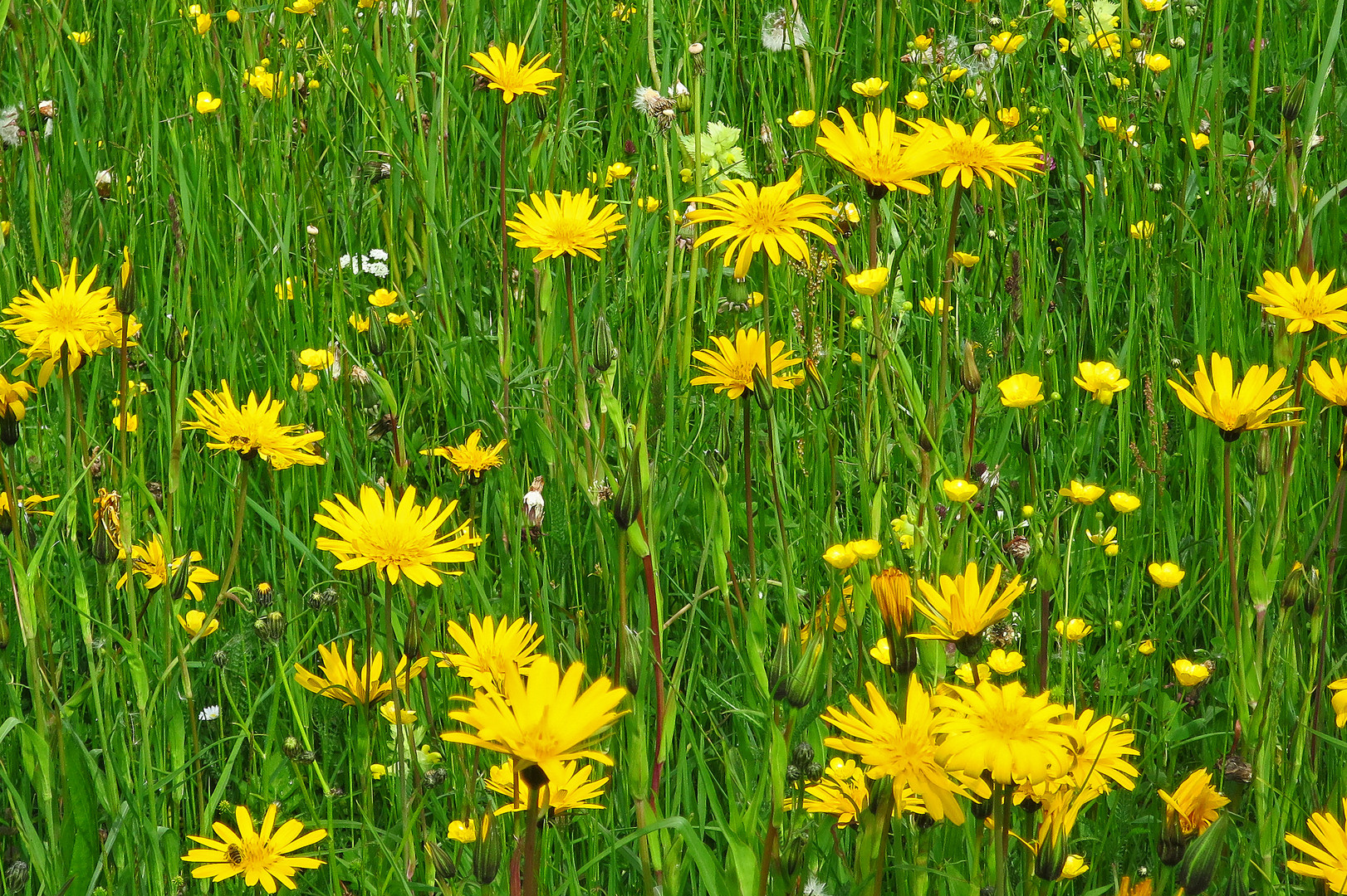 Wiese mit Wiesen-Bocksbart und vielen anderen Wildblumen