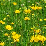 Wiese mit Wiesen-Bocksbart und vielen anderen Wildblumen