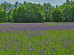 Wiese mit Wiesensalbei