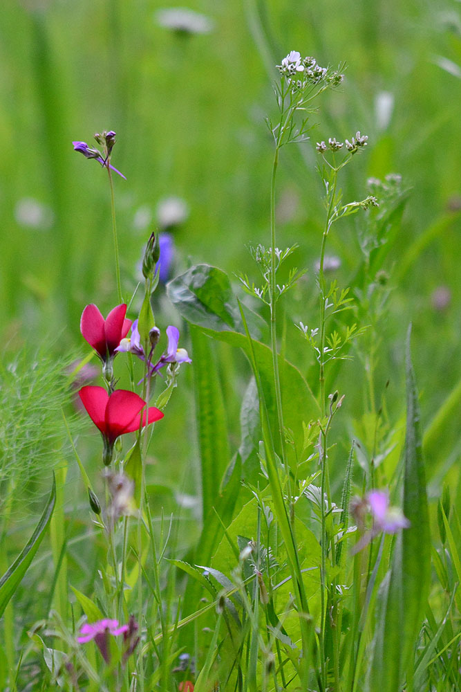 Wiese mit Wildblumen