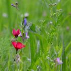 Wiese mit Wildblumen