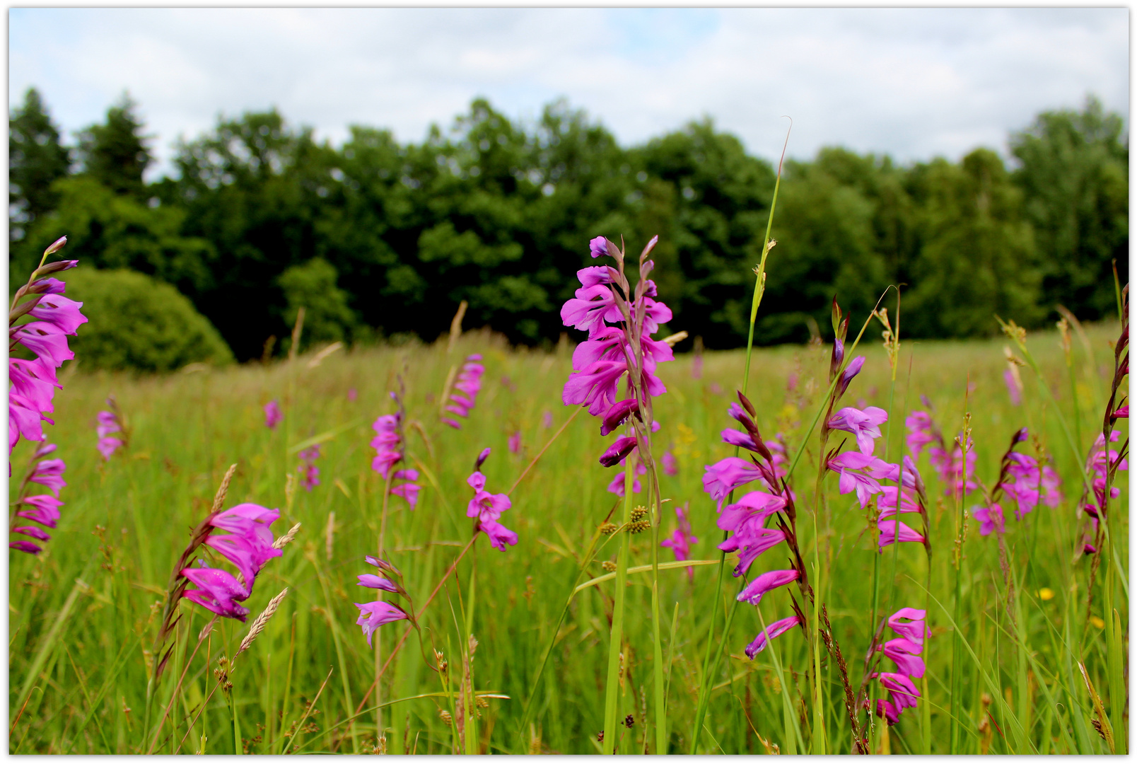 Wiese mit wilden Gladiolen