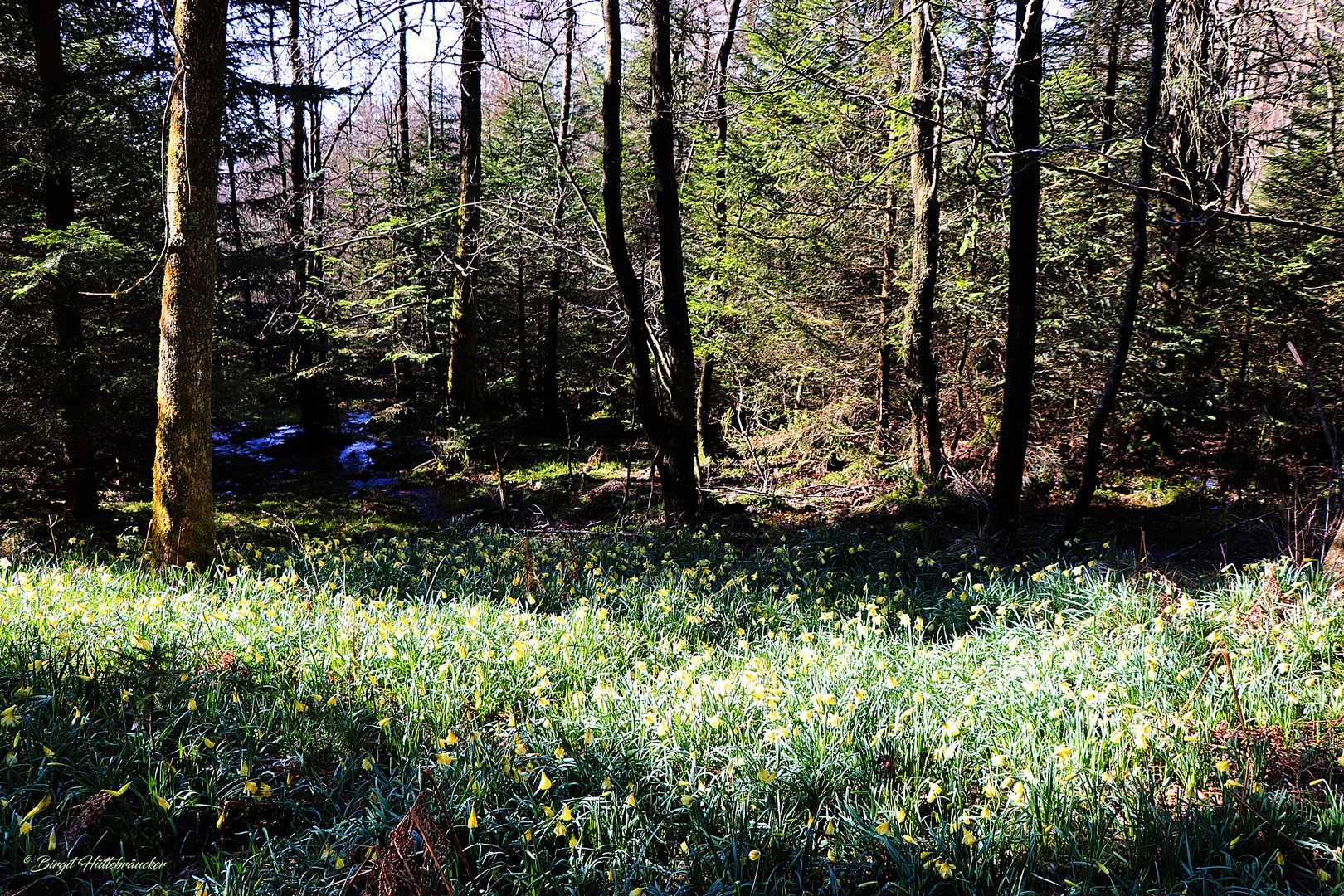 Wiese mit wilden Narzissen im Wald