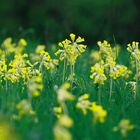 Wiese mitSchlüsselblumen