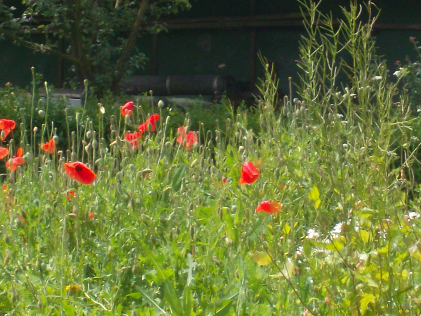 Wiese Mohn Frühling