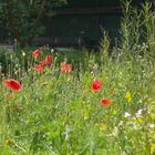 Wiese Mohn Frühling