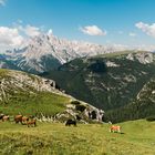 Wiese Nähe Drei Zinnen 2018