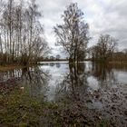 Wiese neben Kleinen Aller 