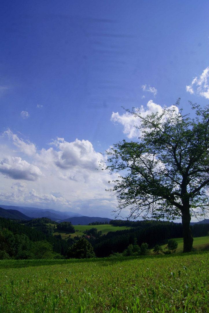 Wiese - Oberwolfach - Naturpark - Schwarzwald