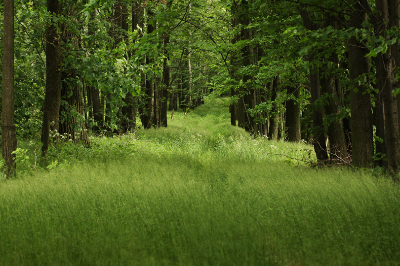 Wiese oder Weg?