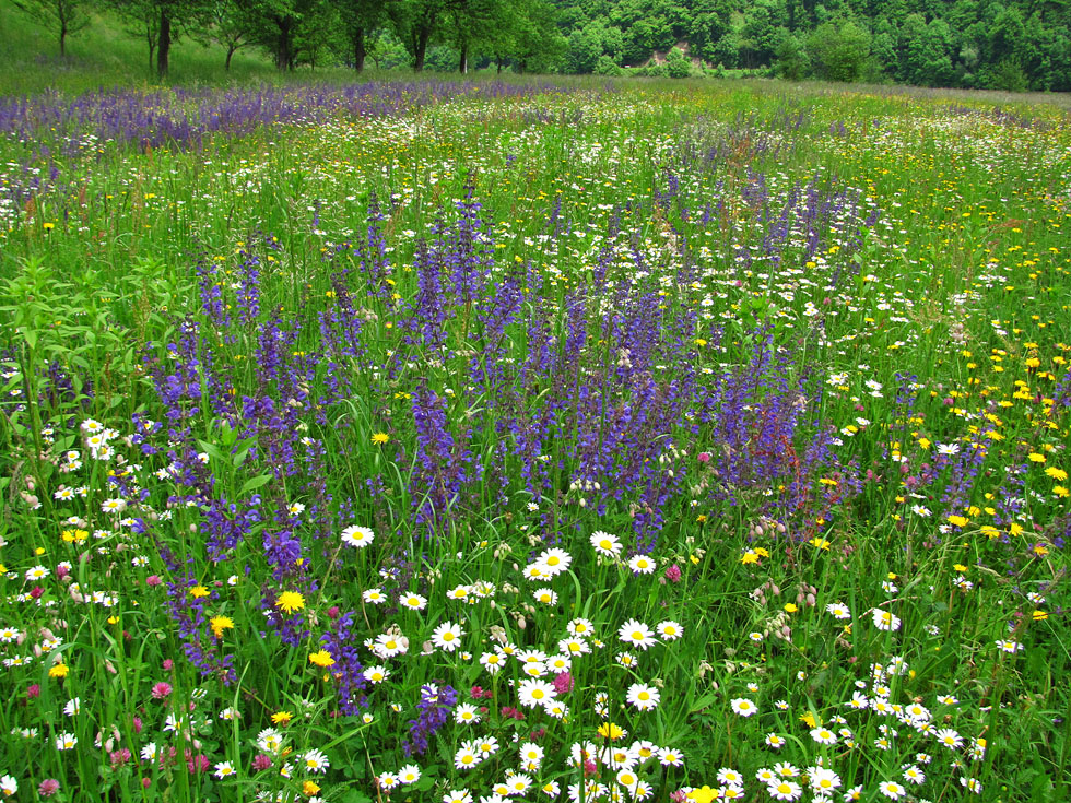 Wiese Schlögener Schlinge 2012