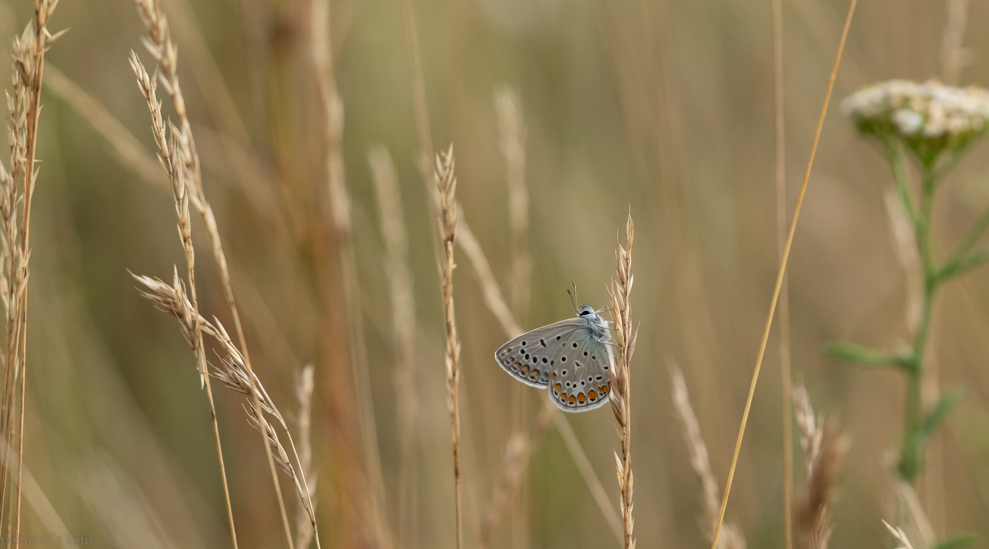 Wiese - Sommer - Stimmung