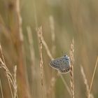 Wiese - Sommer - Stimmung