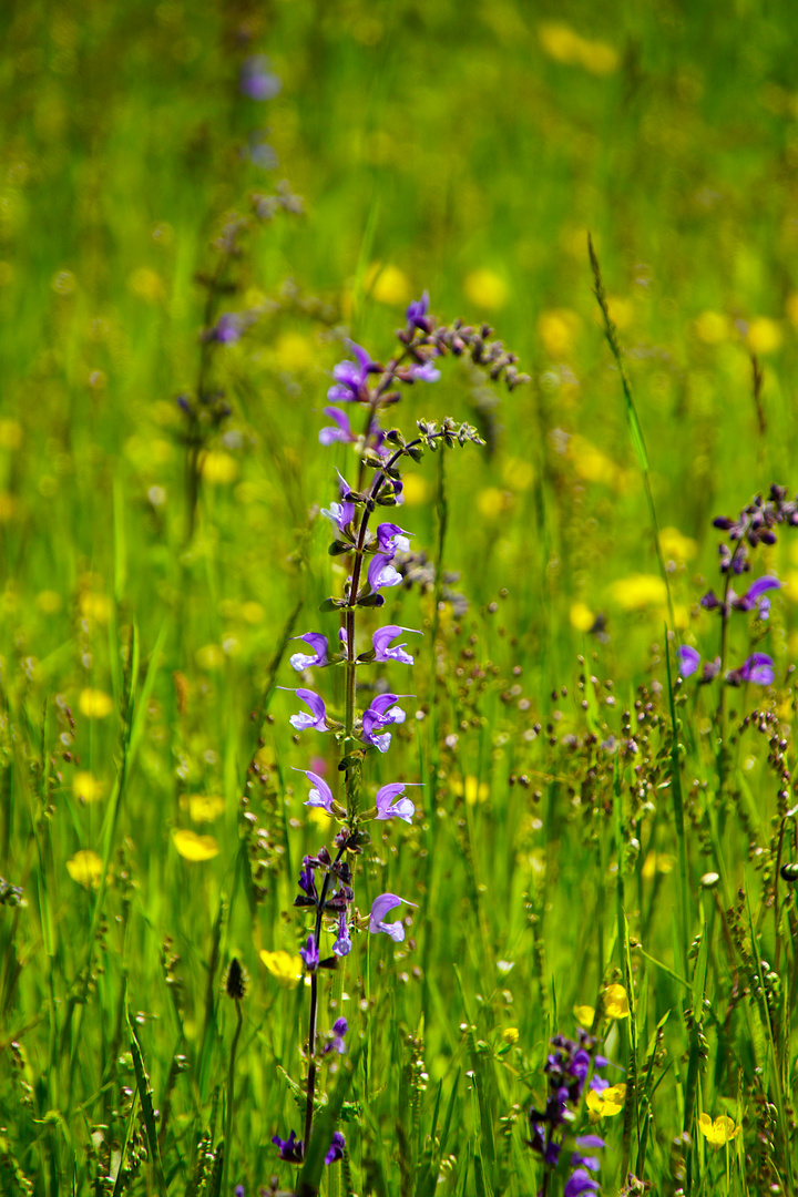 Wiese statt Rasen: Wiesensalbei