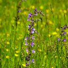 Wiese statt Rasen: Wiesensalbei