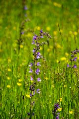 Wiese statt Rasen: Wiesensalbei