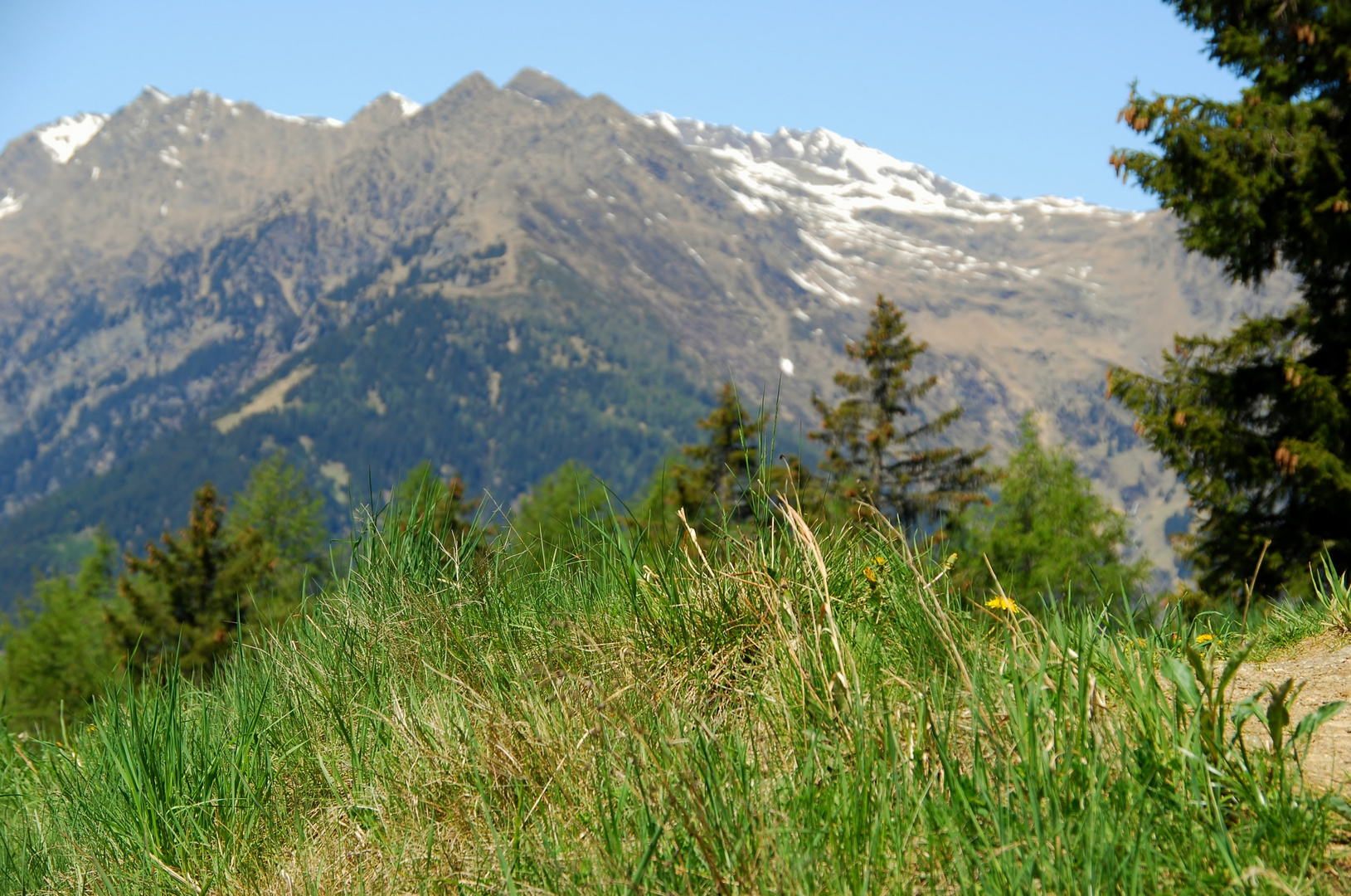 Wiese und Berge