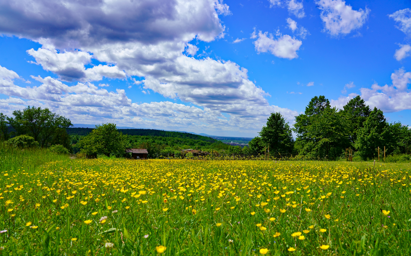 Wiese und Himmel