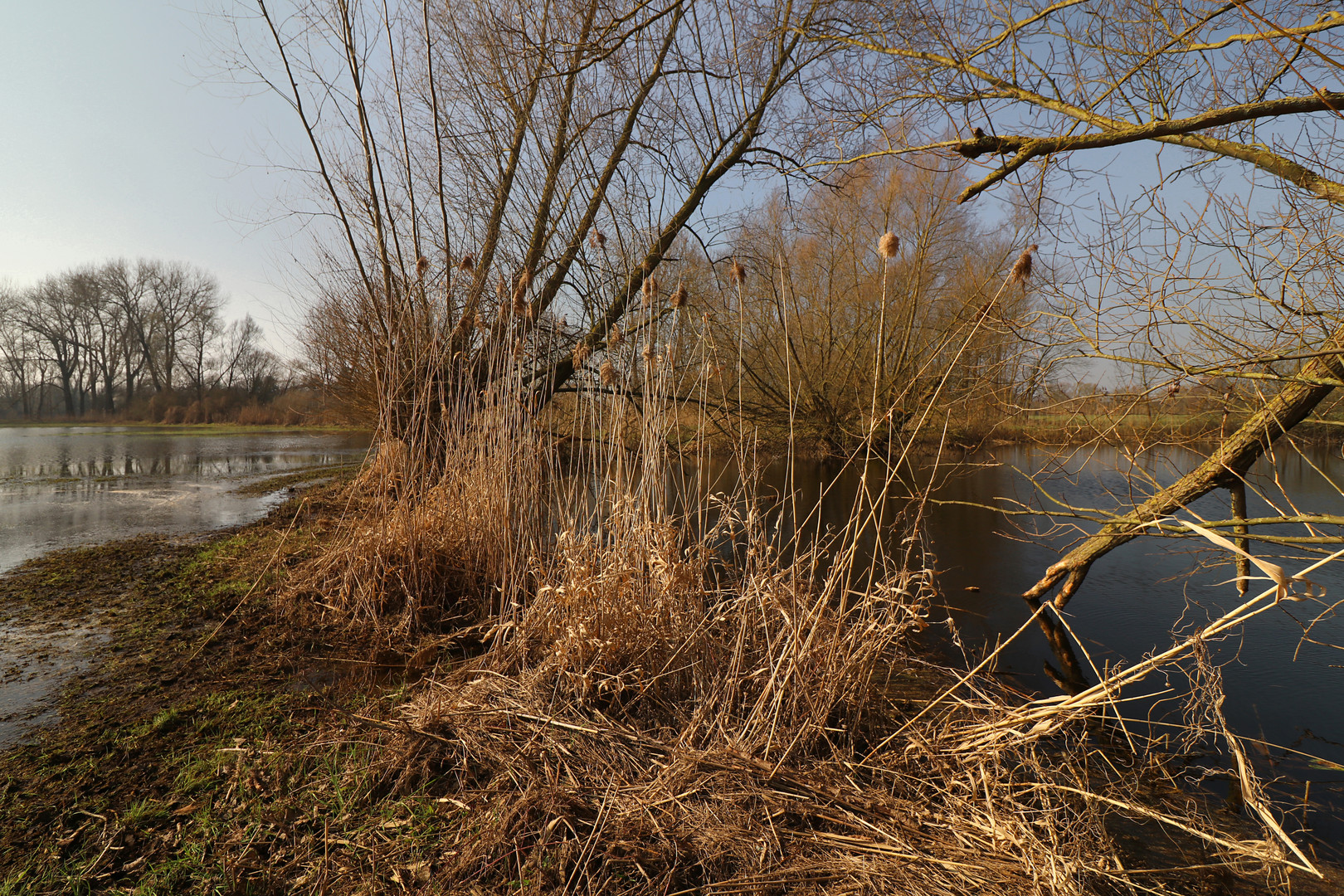 Wiese und Teich