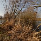 Wiese und Teich