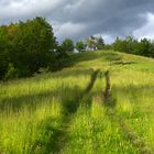 Wiese unter bewölktem Tag