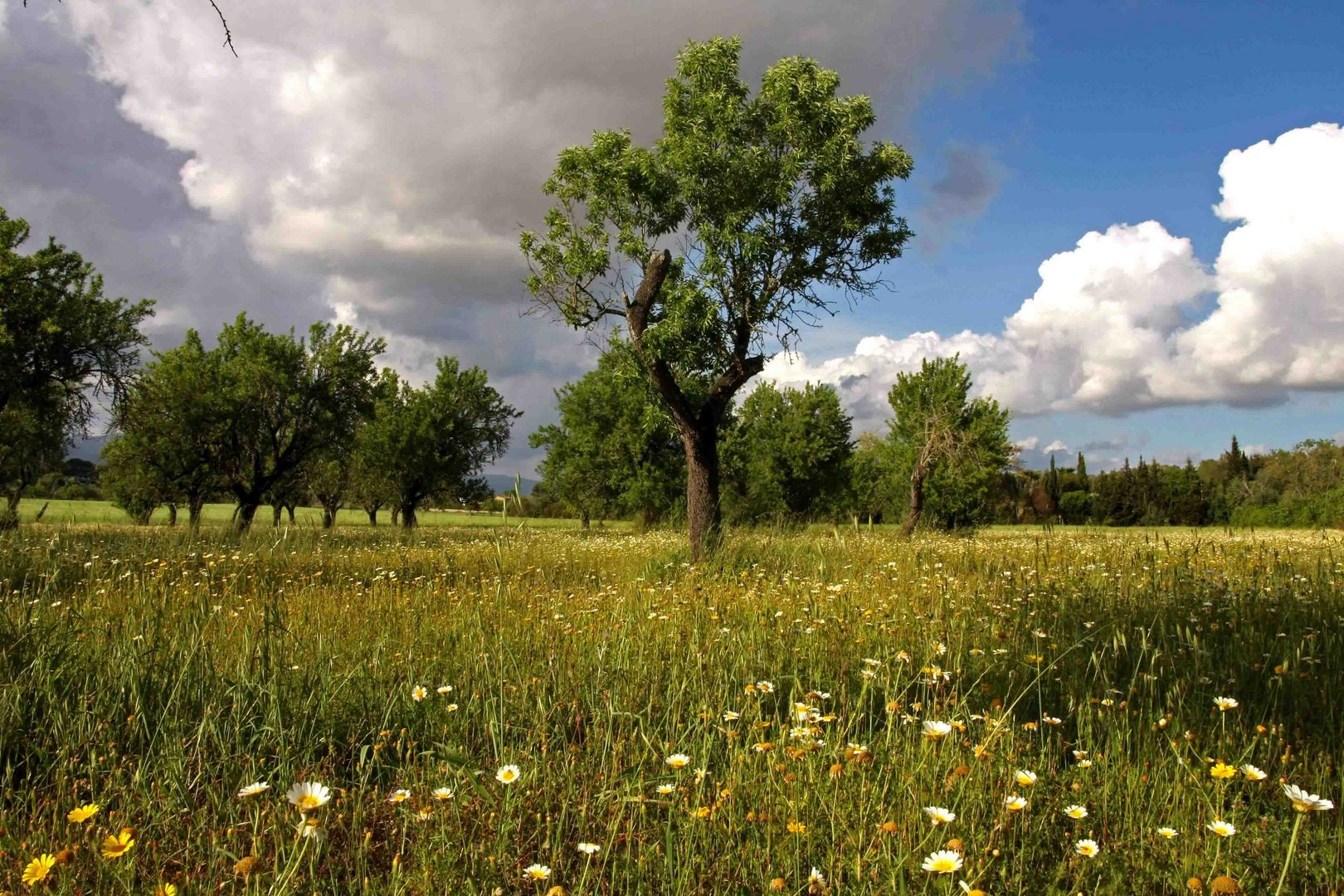 Wiese unter Mandelbäumen vor dramtischem Himmel