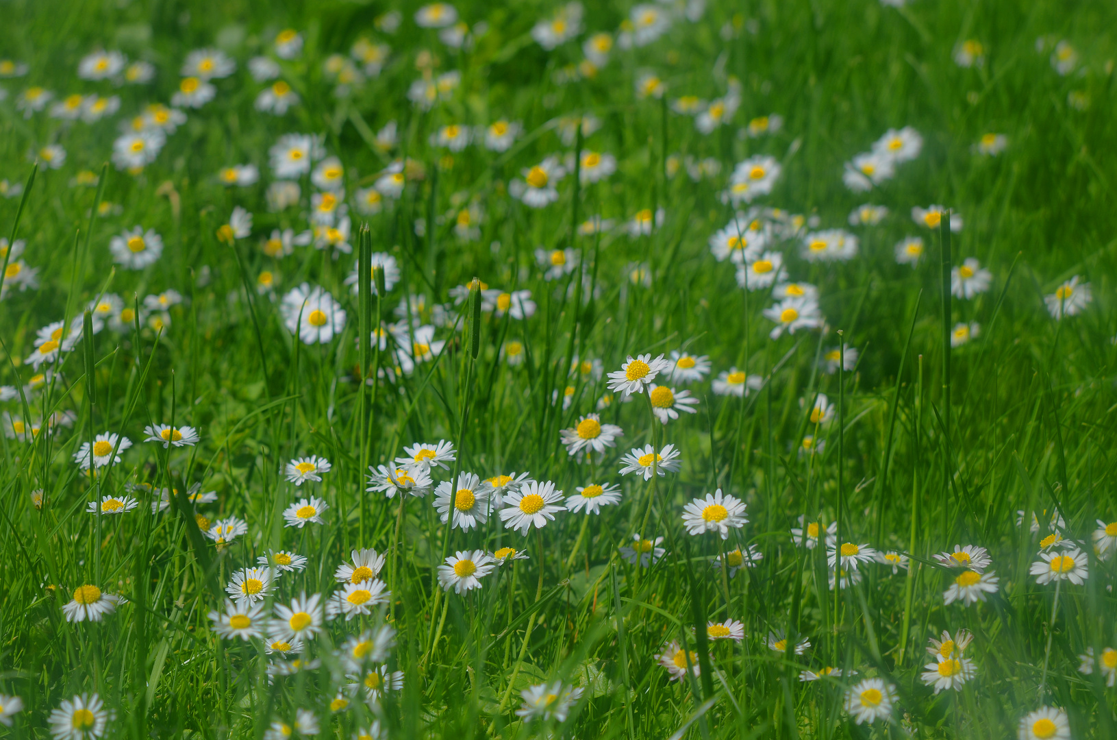 Wiese voll mit Gänseblümchen