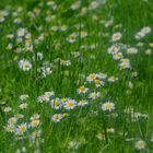 Wiese voll mit Gänseblümchen