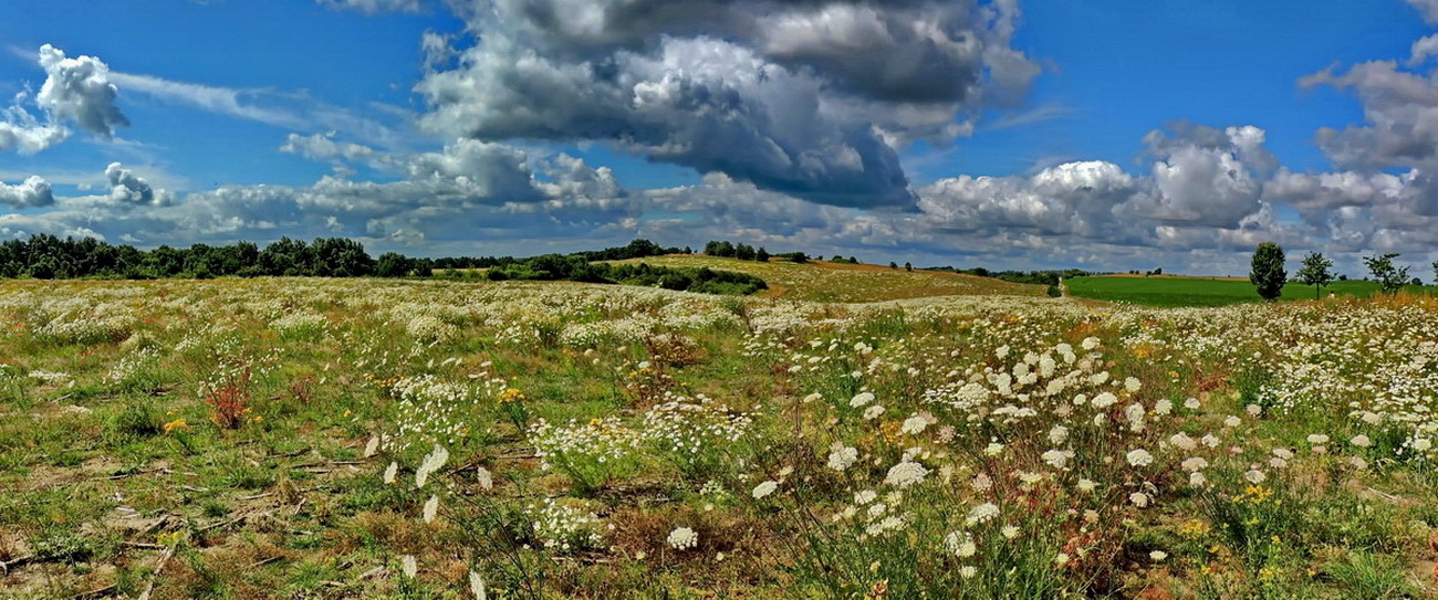 Wiese voller blumen