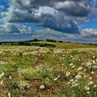 Wiese voller blumen