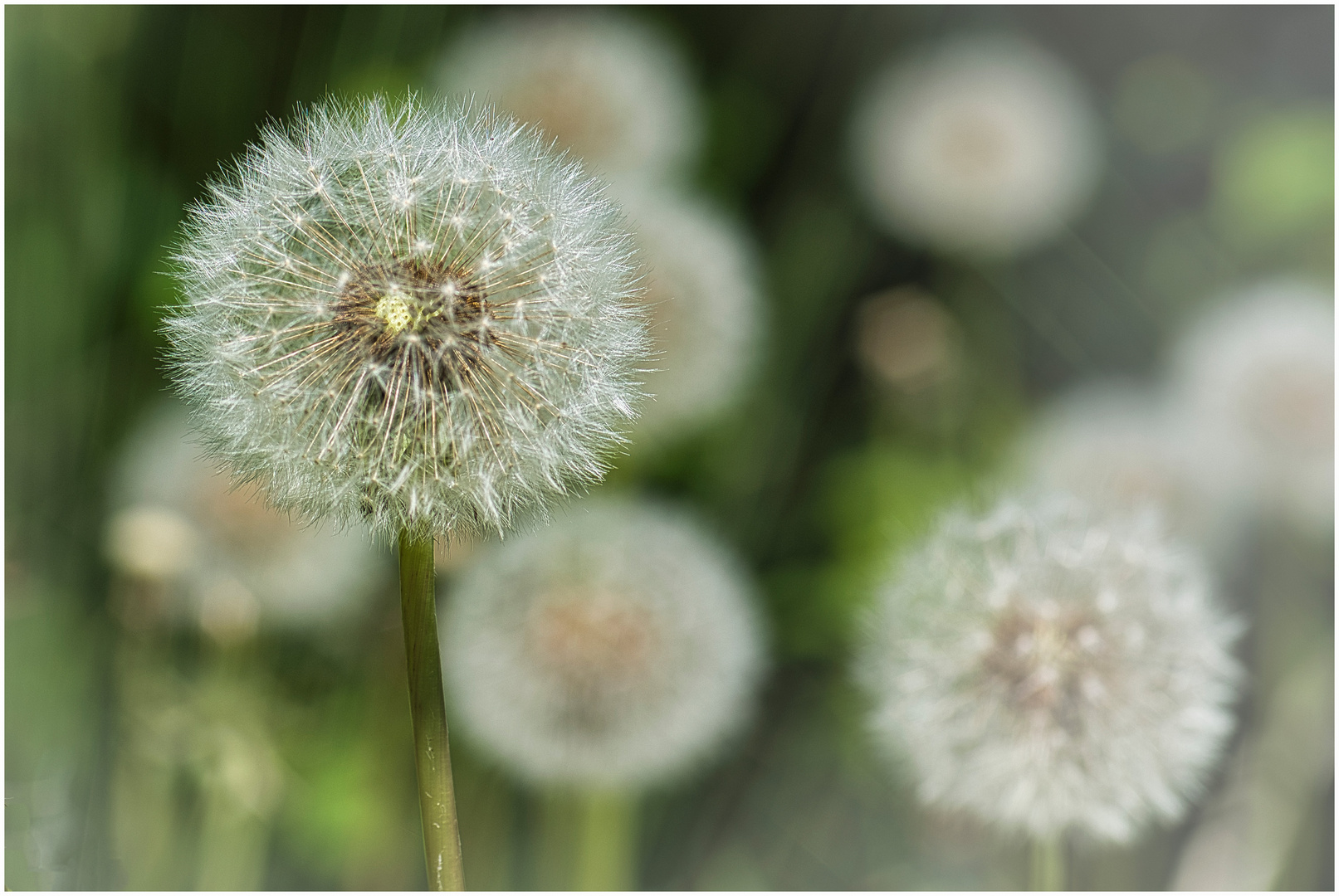 Wiese voller Pusteblumen