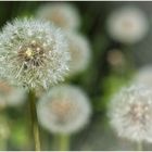 Wiese voller Pusteblumen