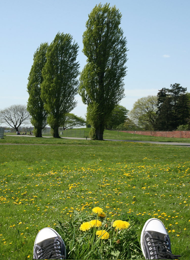 Wiese vom Tempelhofer Flugplatz