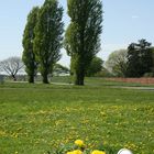 Wiese vom Tempelhofer Flugplatz