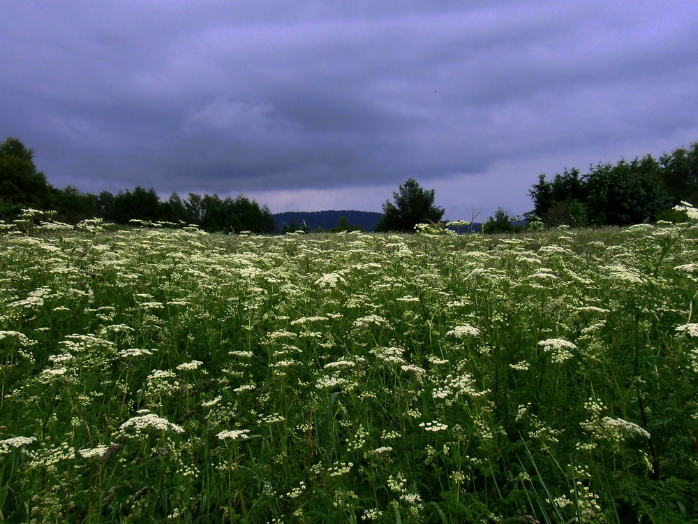 Wiese vor Regeneinbruch