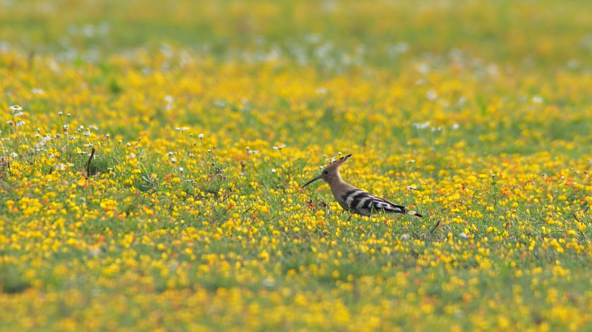 Wiese vorgestern