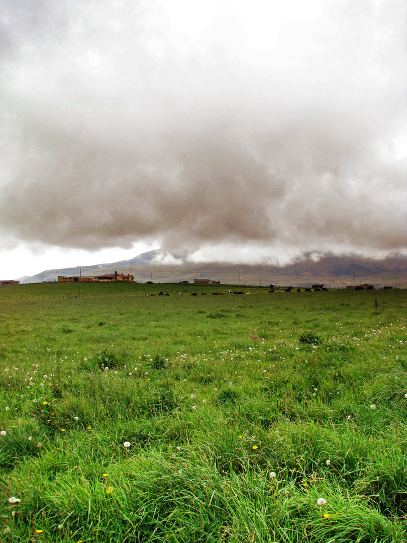 Wiese vorm Chimborazo