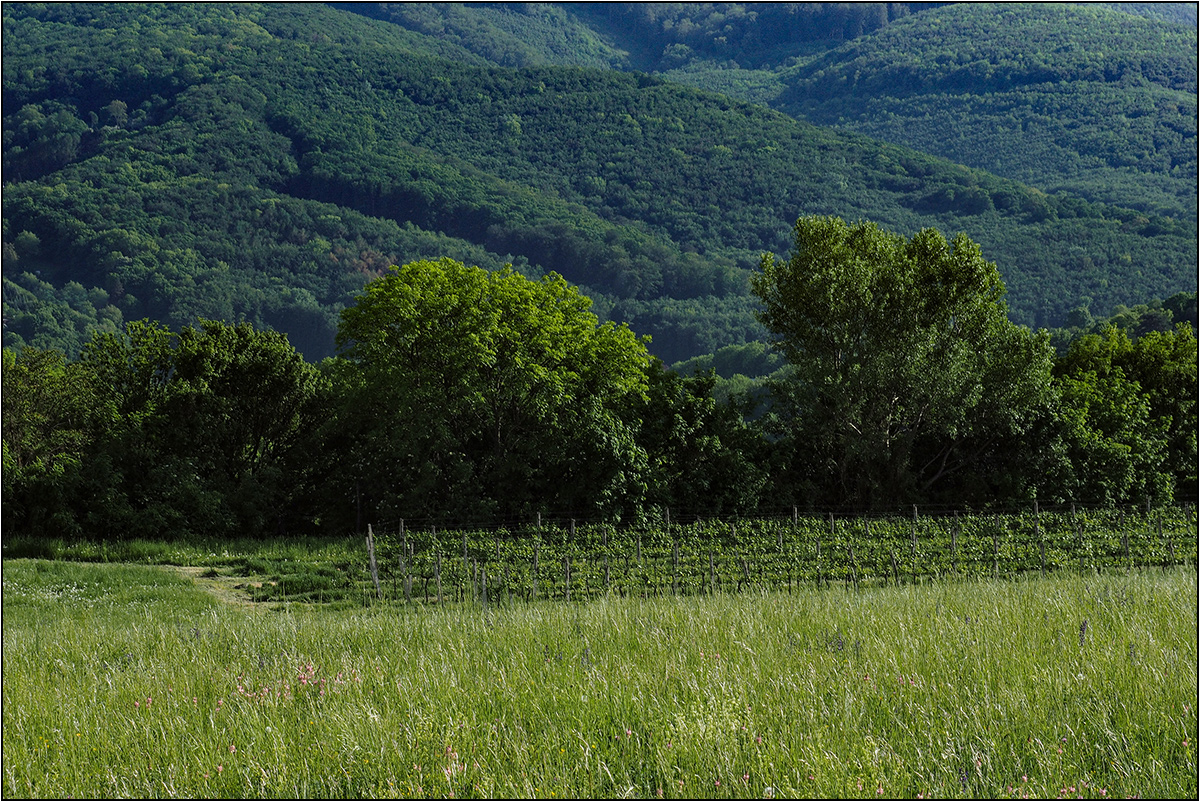 Wiese, Weingarten und Wienerwald