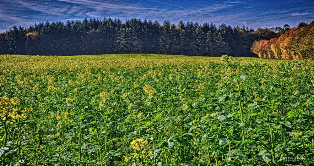 Wiese, Wiesen, Wies'n oder Wiesn?