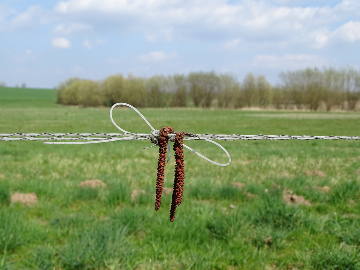 Wiese zu verschenken ?