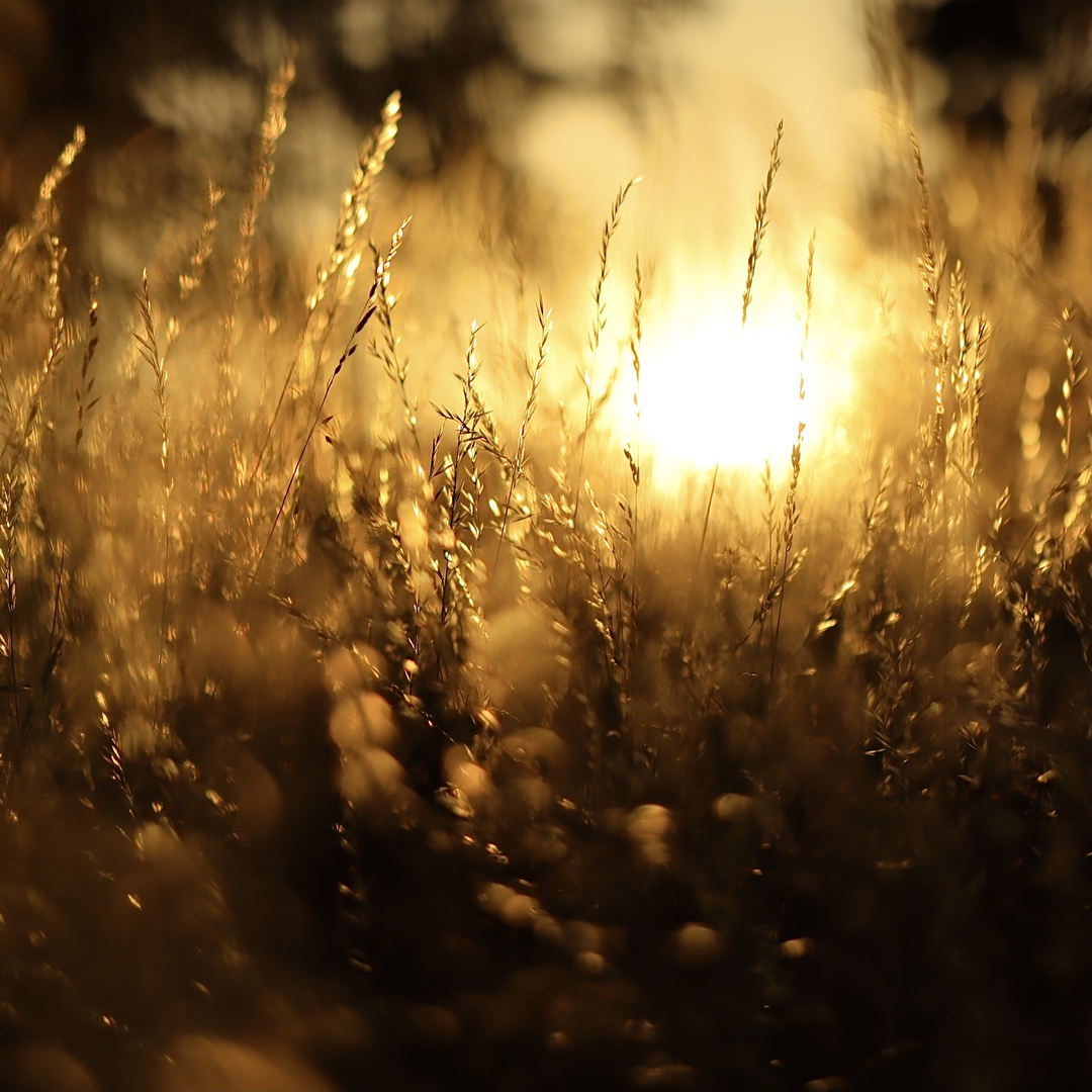 Wiese zur Golden Hour