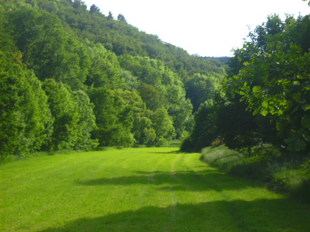 Wiese/Bäume