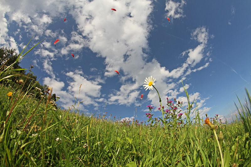 Wieseblumen